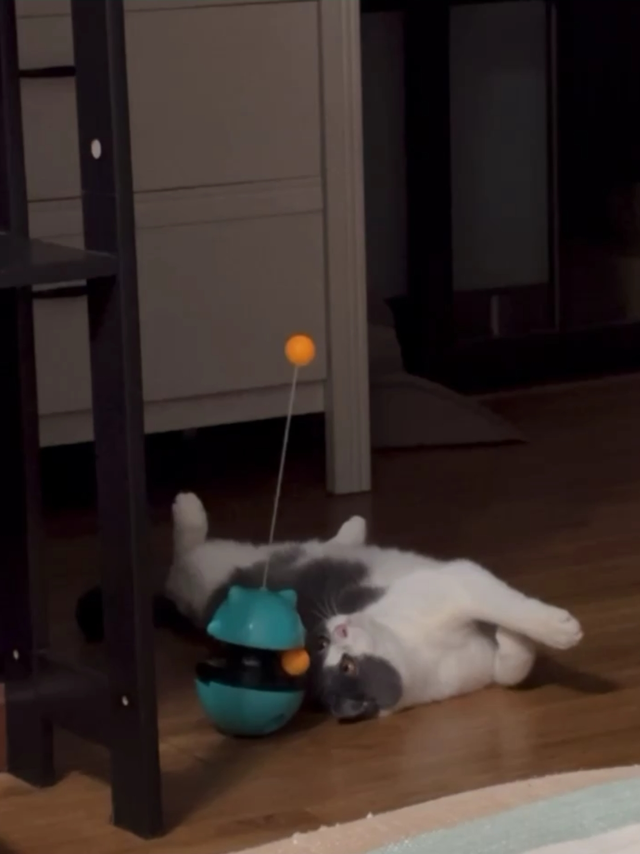 谁懂啊？懒狗小猫玩玩具都躺着玩！