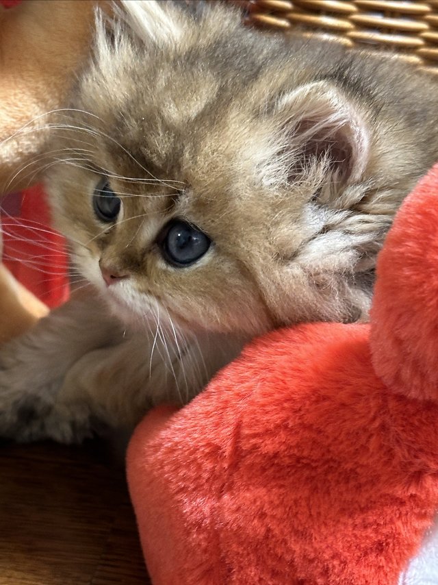 猫砂功课怎么选？