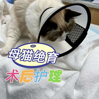 建议第一次给母猫绝育的新手铲屎官先看这篇