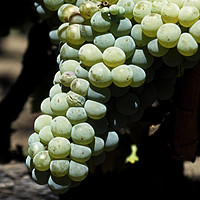 南非葡萄酒：长相思Sauvignon Blanc