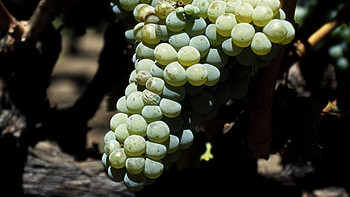 南非葡萄酒：长相思Sauvignon Blanc