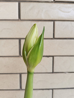 这盆「天鹅颈」开的也太好了，正月装点门面的花卉就是它