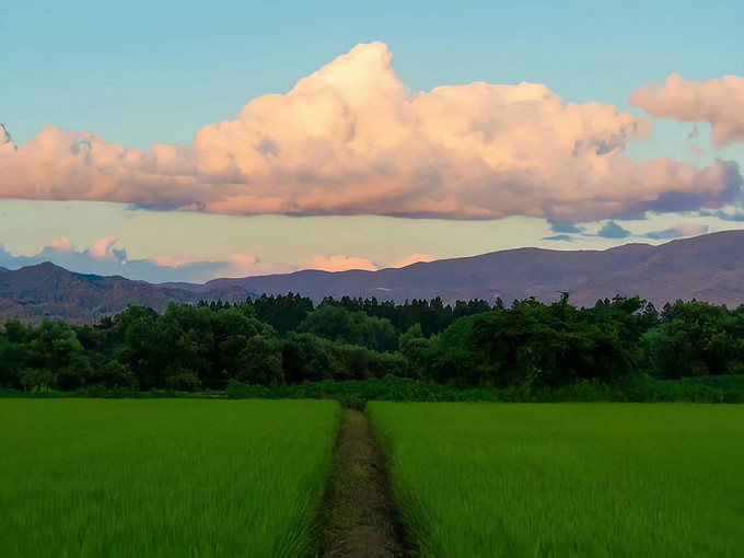 鲜花绿植