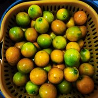齁甜齁甜，脆皮小金桔好吃