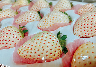 草莓中的白雪公主，你吃过吗？