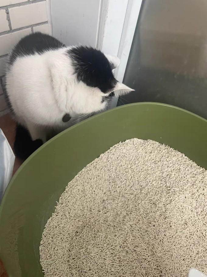 淮泗猫砂