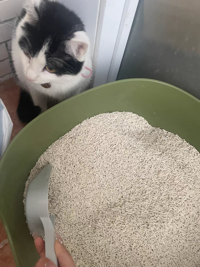 淮泗猫砂
