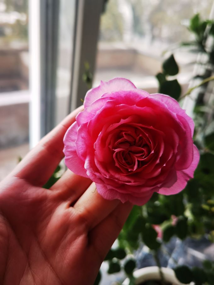 临雅鲜花绿植