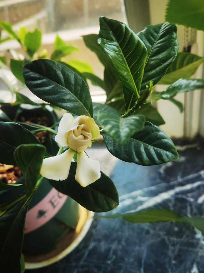 临雅鲜花绿植