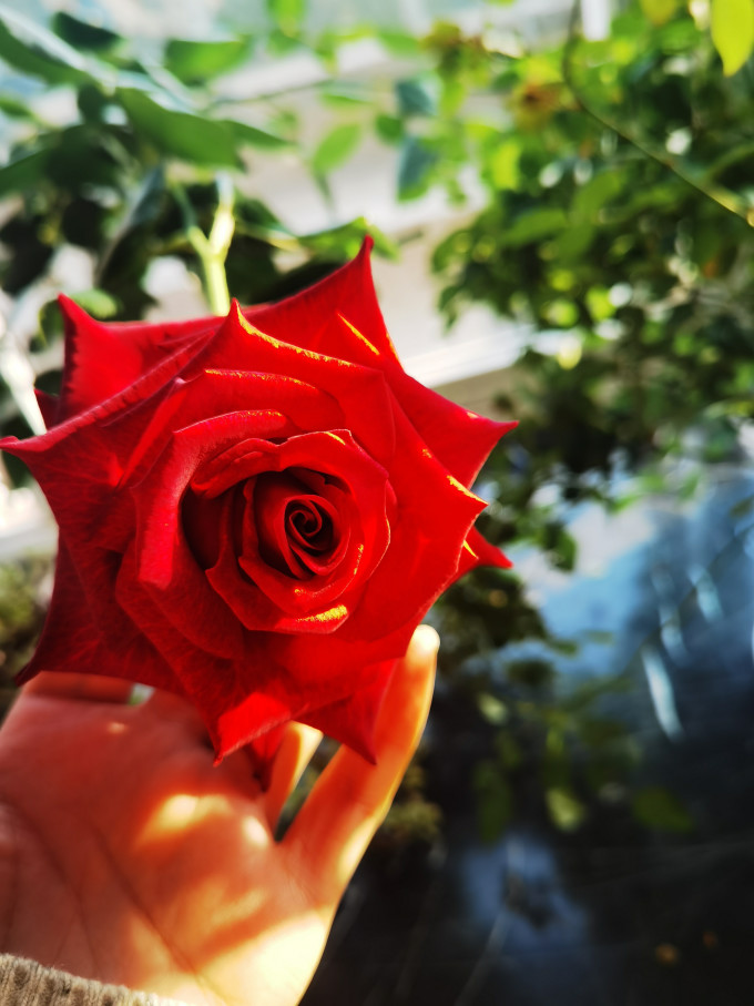 临雅鲜花绿植