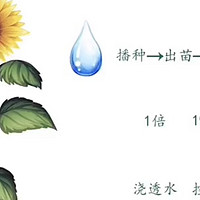 葵花种子技术之向日葵与水的关系