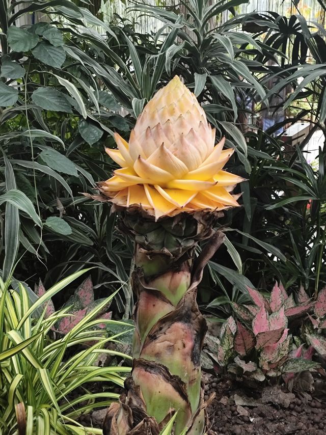 都市里的森林——华南植物园