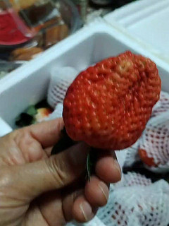 大果草莓，冬季里的鲜甜爽快