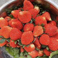 草莓季，你尝鲜了吗？