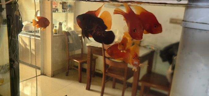 水医生鱼缸