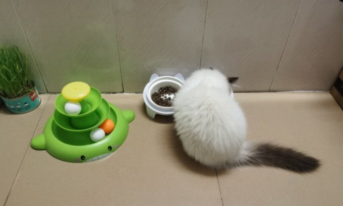 锋上宠物食具水具