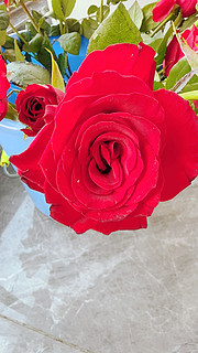 玫瑰花，让浪漫的味道充满整个屋子