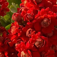 俗语“客厅养红花，喜庆又旺家”，6种红花，养1盆都兴旺发达