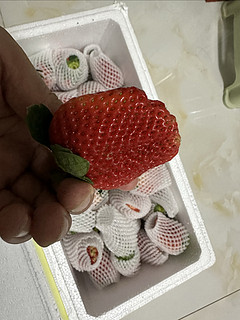 优洒家的草莓到货了，太实惠了！！！！