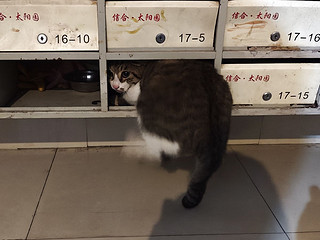 捉到一只钻信箱的肥肥猫！