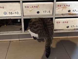 捉到一只钻信箱的肥肥猫！