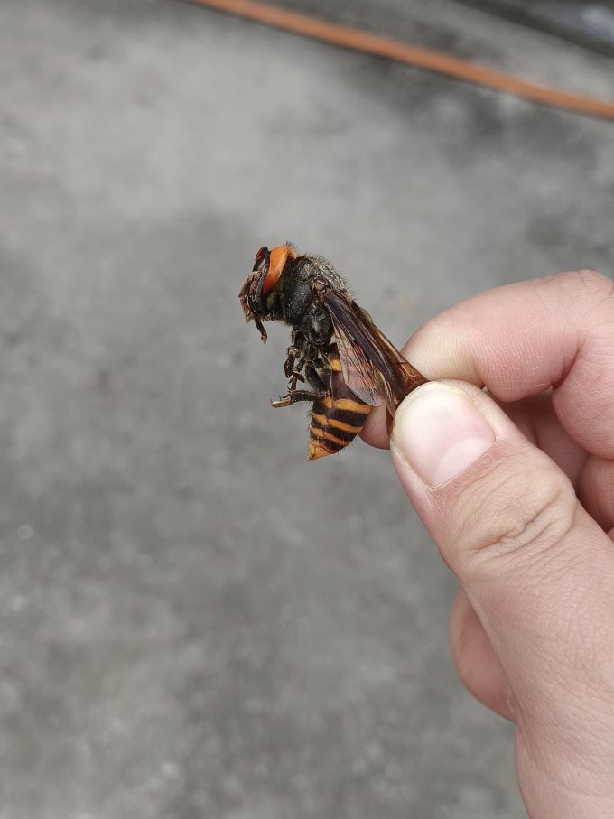 今天回老家看到这么大个葫芦包蜂子