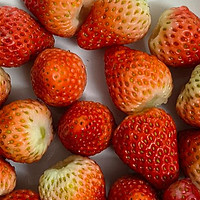草莓季来了！明星都爱的草莓采摘攻略