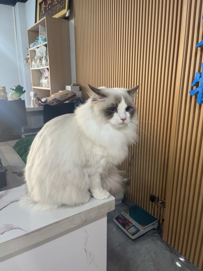 珑小宠猫咪