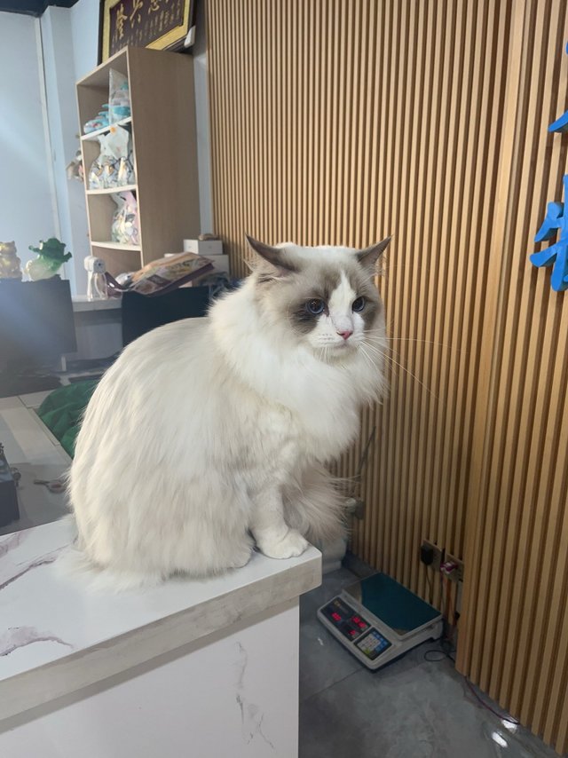 快过年啦，给富贵洗个澡，买个新猫包！