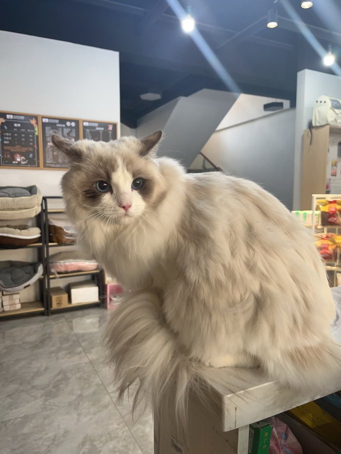 珑小宠猫咪