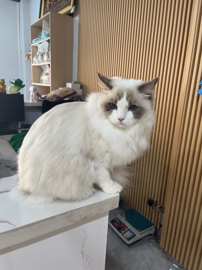 珑小宠猫咪