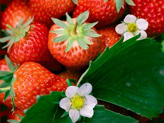这么美的草莓不输玫瑰花吧？
