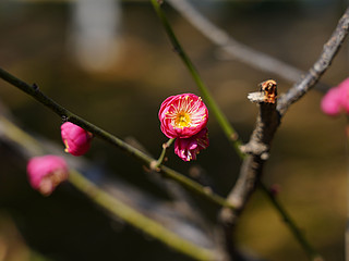 索尼A7C样张：新春梅花盛开