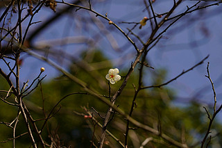 索尼A7C样张：新春梅花盛开