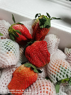 大凉山草莓