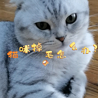 猫咪掉毛怎么办