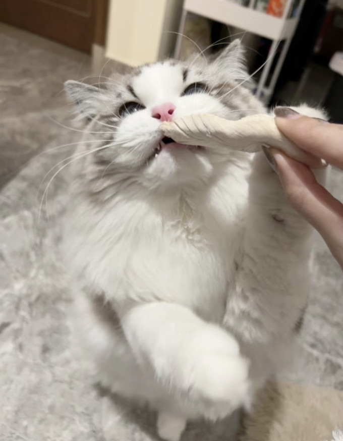 猫咪零食罐/妙鲜包
