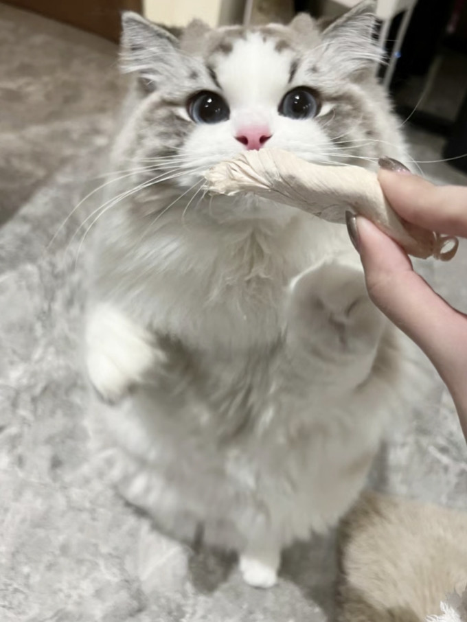 猫咪零食罐/妙鲜包