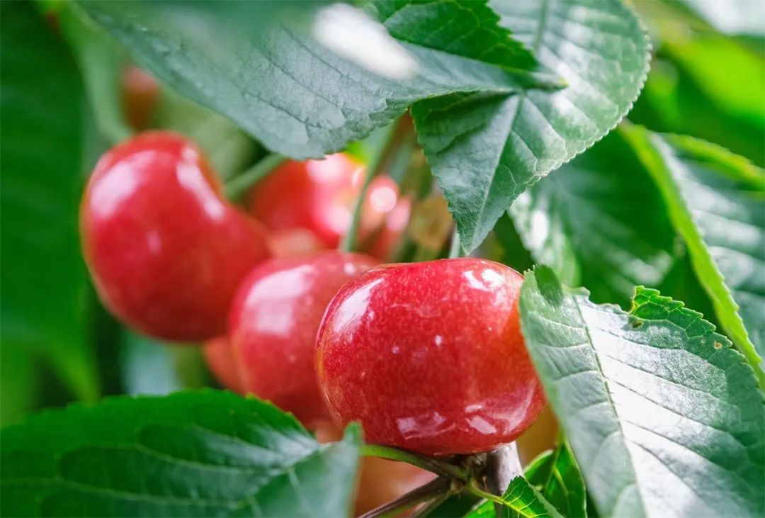 美早是大连市农业科学研究所从美国引入的一种果大、质优、肉硬、耐贮运、丰产的早熟樱桃品种。 ©图虫创意