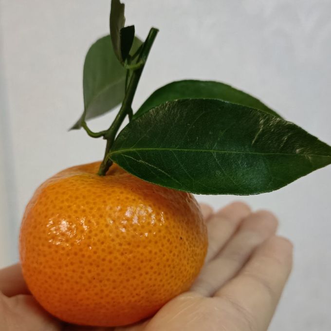 晟容果蔬新鲜水果