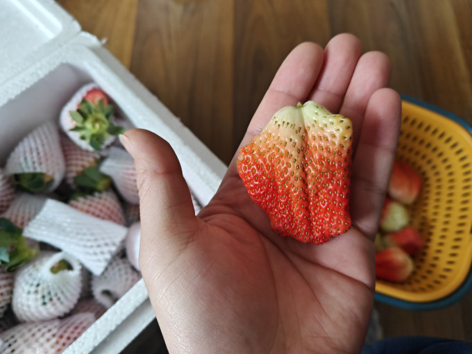 草莓