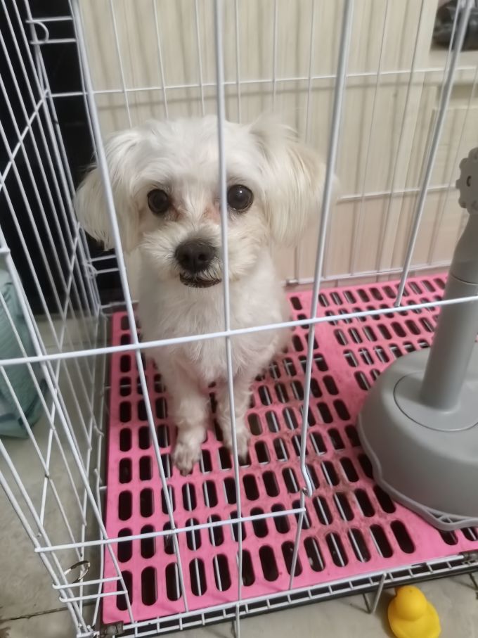 麦富迪猫咪磨牙洁齿