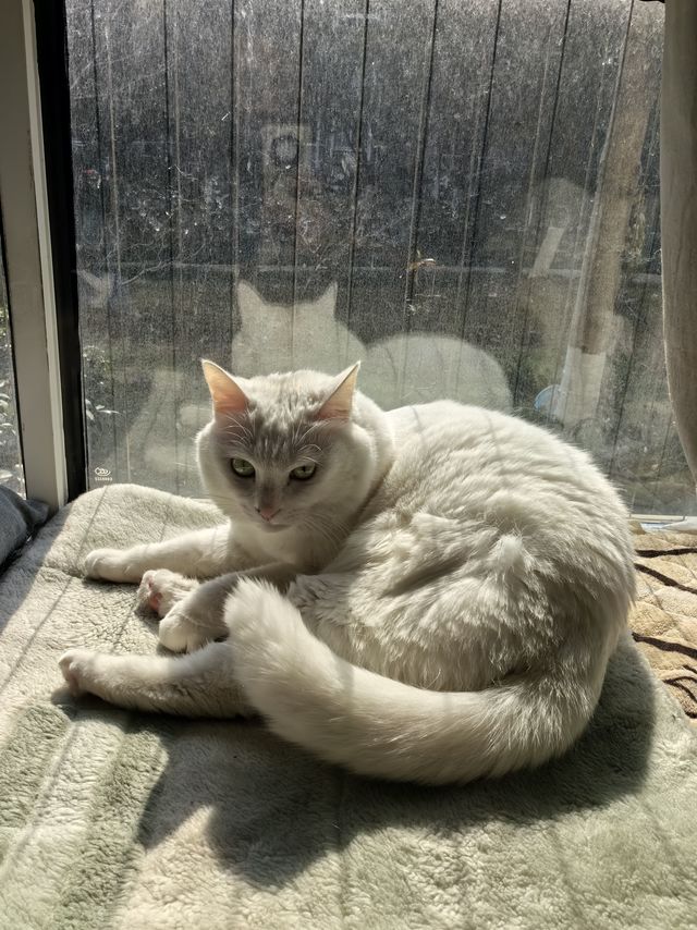 猫猫铲屎官专属攻略…