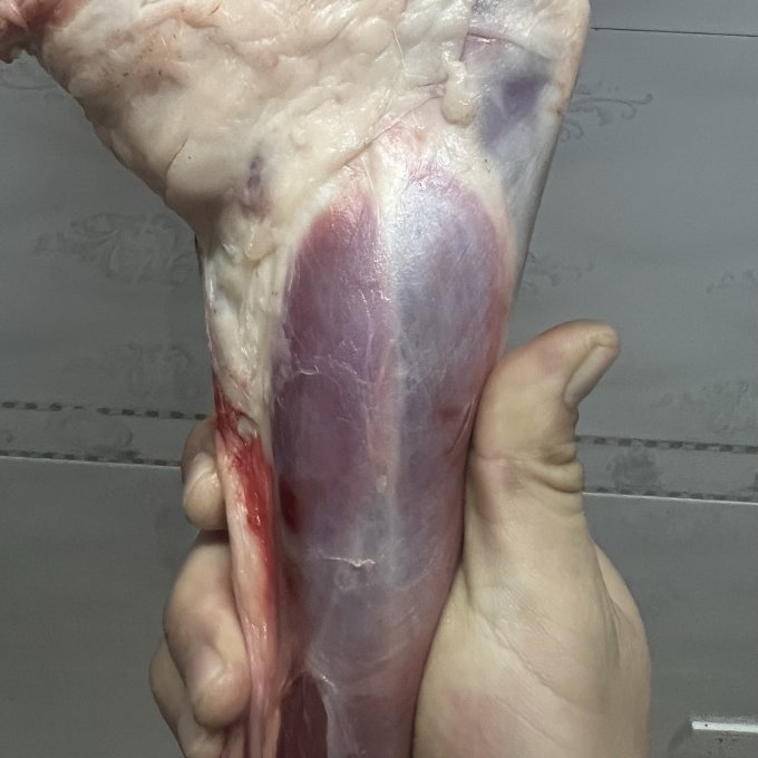 蒙羊煌禽蛋肉类