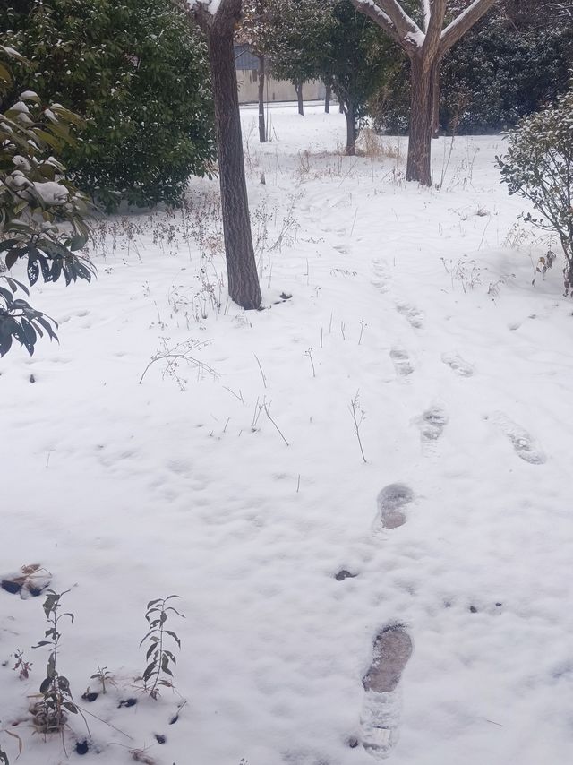 好多年没有下过这么大的雪了