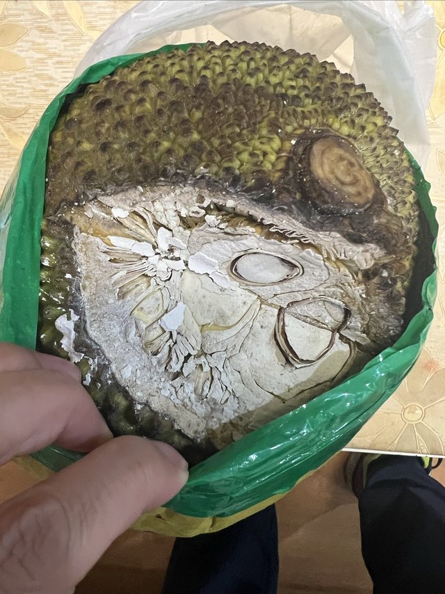买了个菠萝蜜，希望它能坚持到春节
