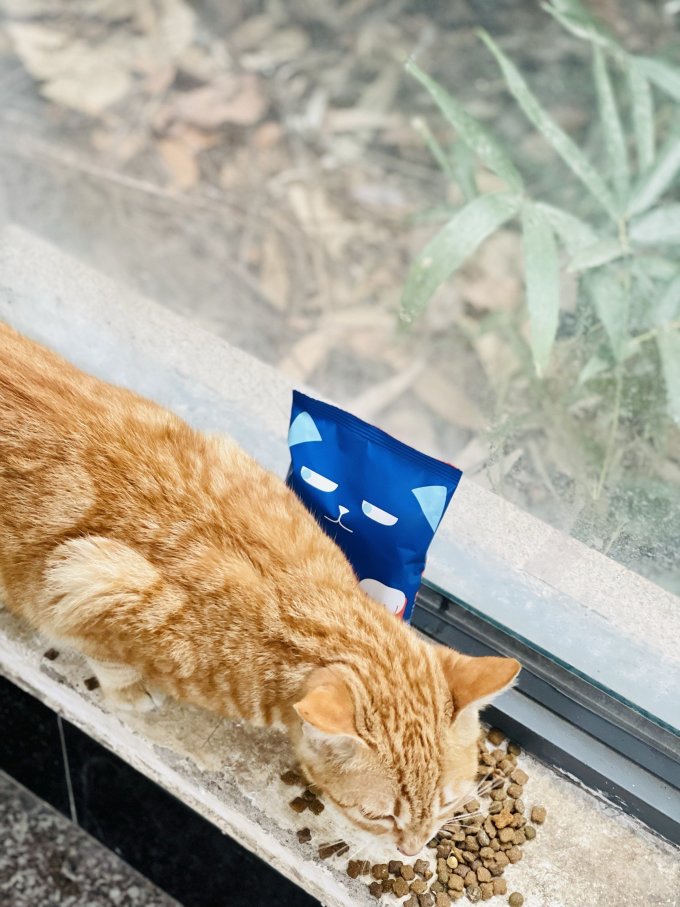 猫咪干粮