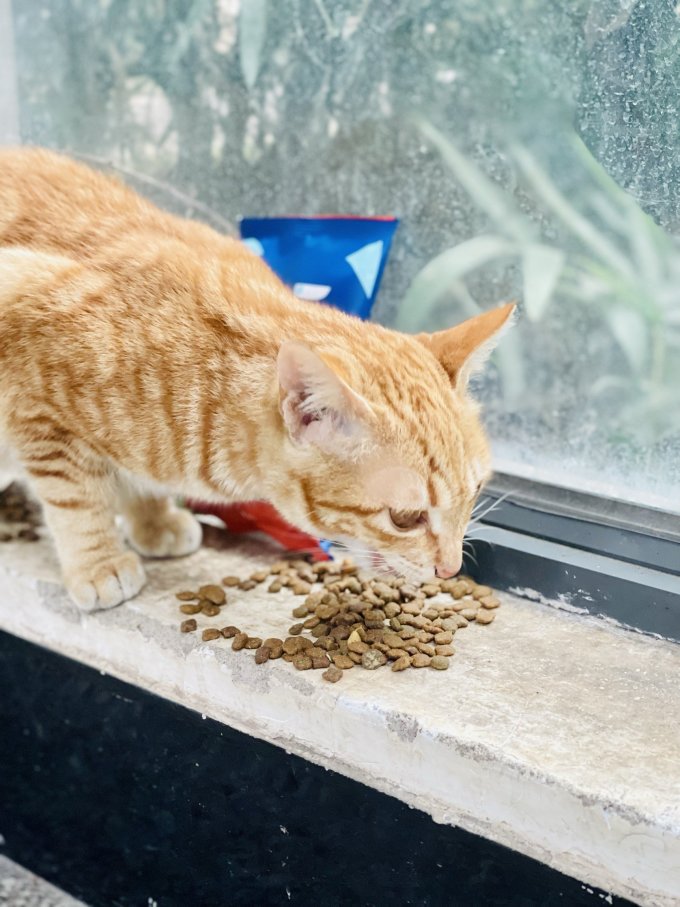 猫咪干粮