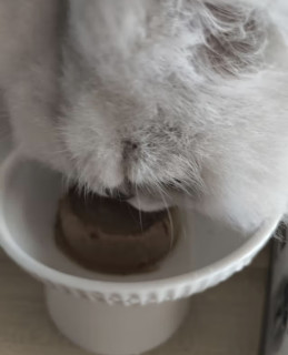 发腮神器，猫罐头大揭秘！