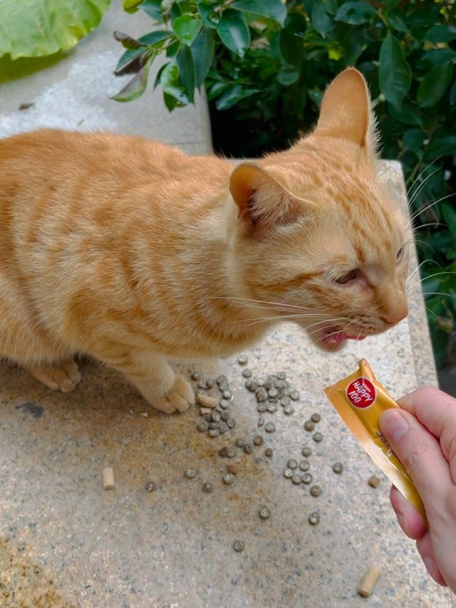 这不比逗猫棒给力！